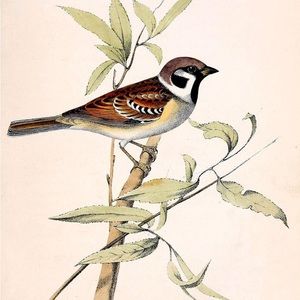 🪺Sparrow & Fern🪺